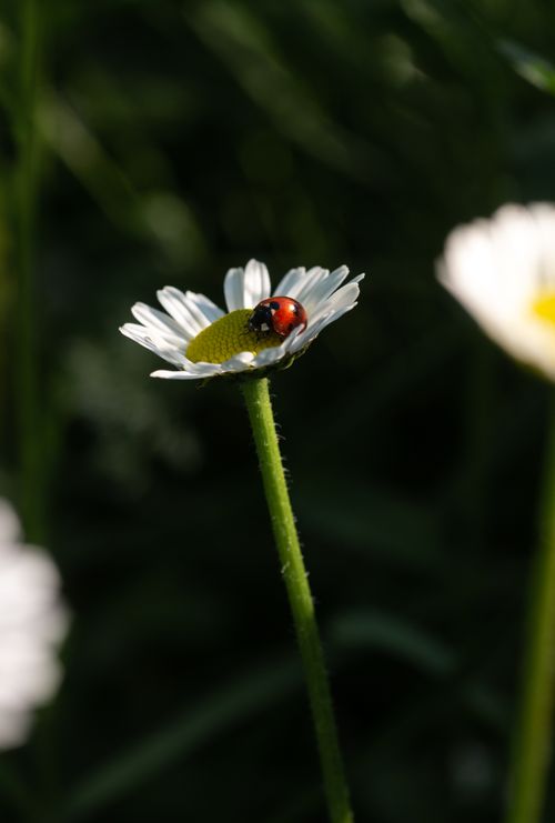 Free Close-up of a ladybug sitting on a daisy in a sunlit garden, symbolizing nature's beauty. Stock Photo