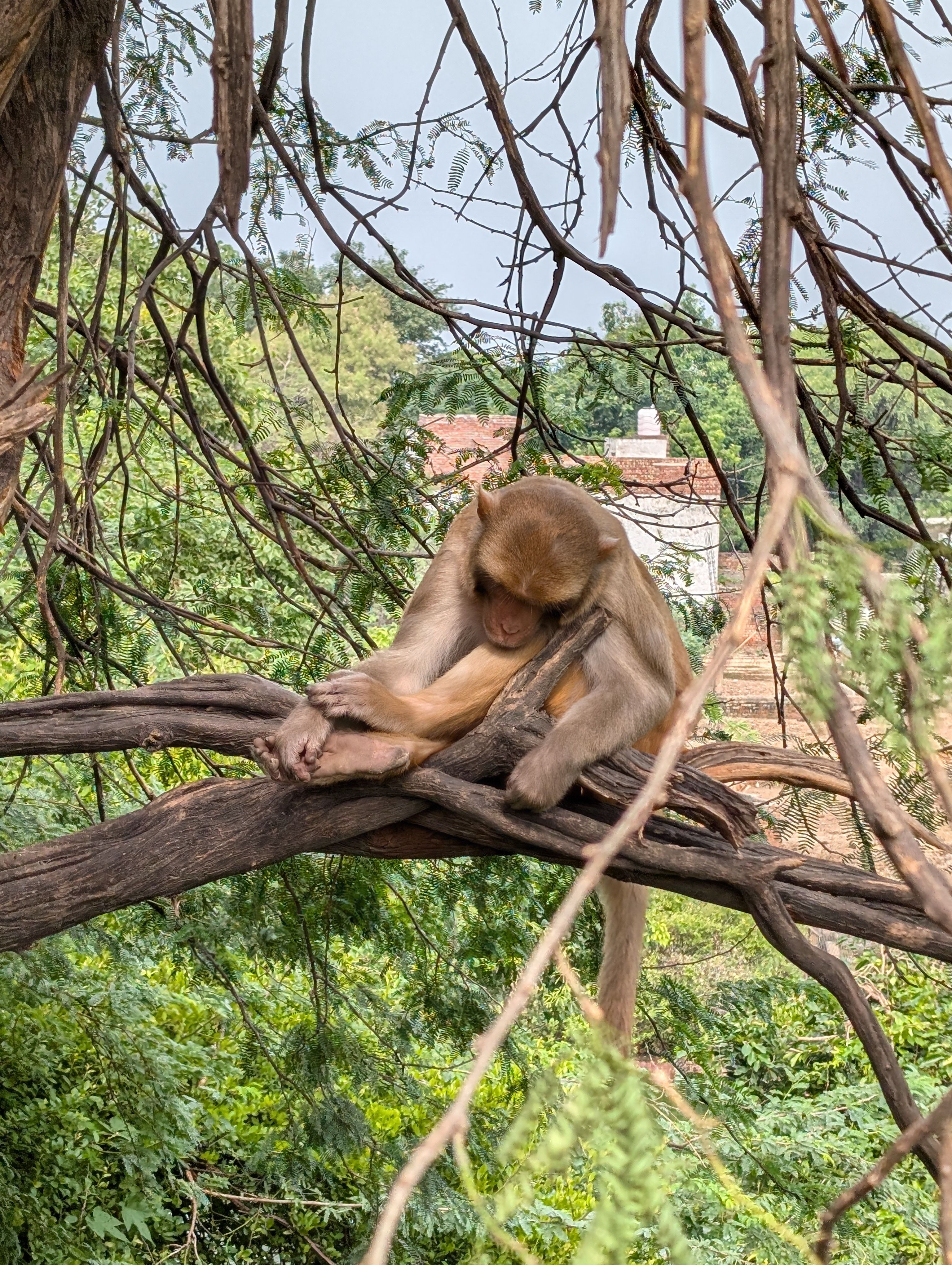 Rhesus Macaque Resting on Branch in Indian Forest · Free Stock Photo