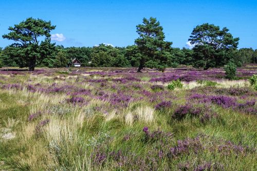 Free A picturesque view of a vast heather field with trees and a house, under a bright blue summer sky. Stock Photo