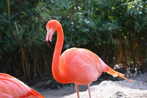 Free Bright pink flamingo stands gracefully against a lush green backdrop outdoors. Stock Photo