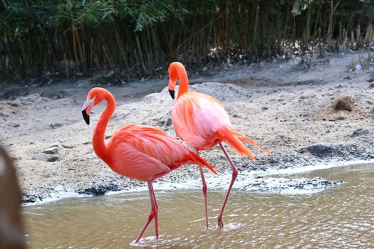 flamingo photo