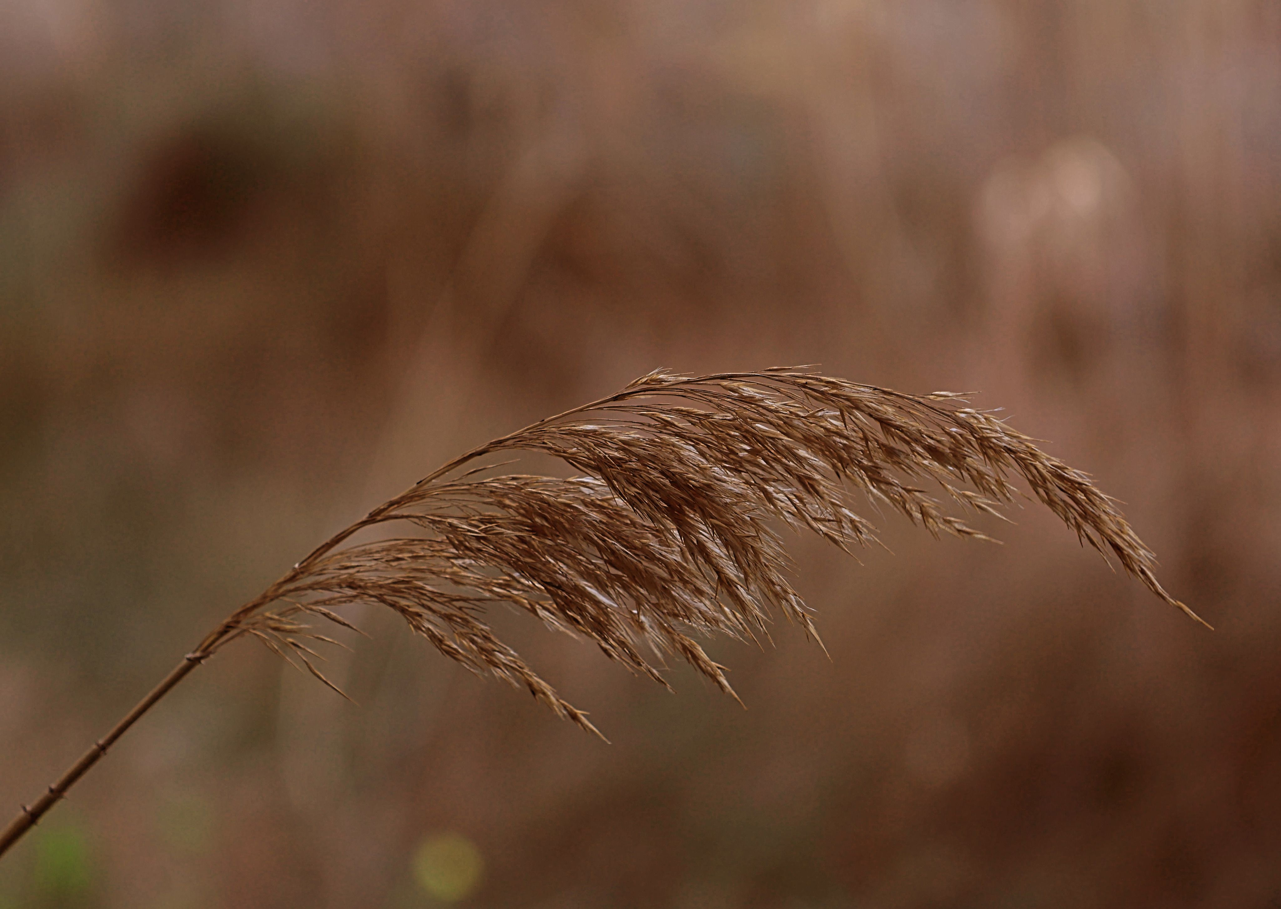 Close-up of Dried Reed with Earthy Background · Free Stock Photo
