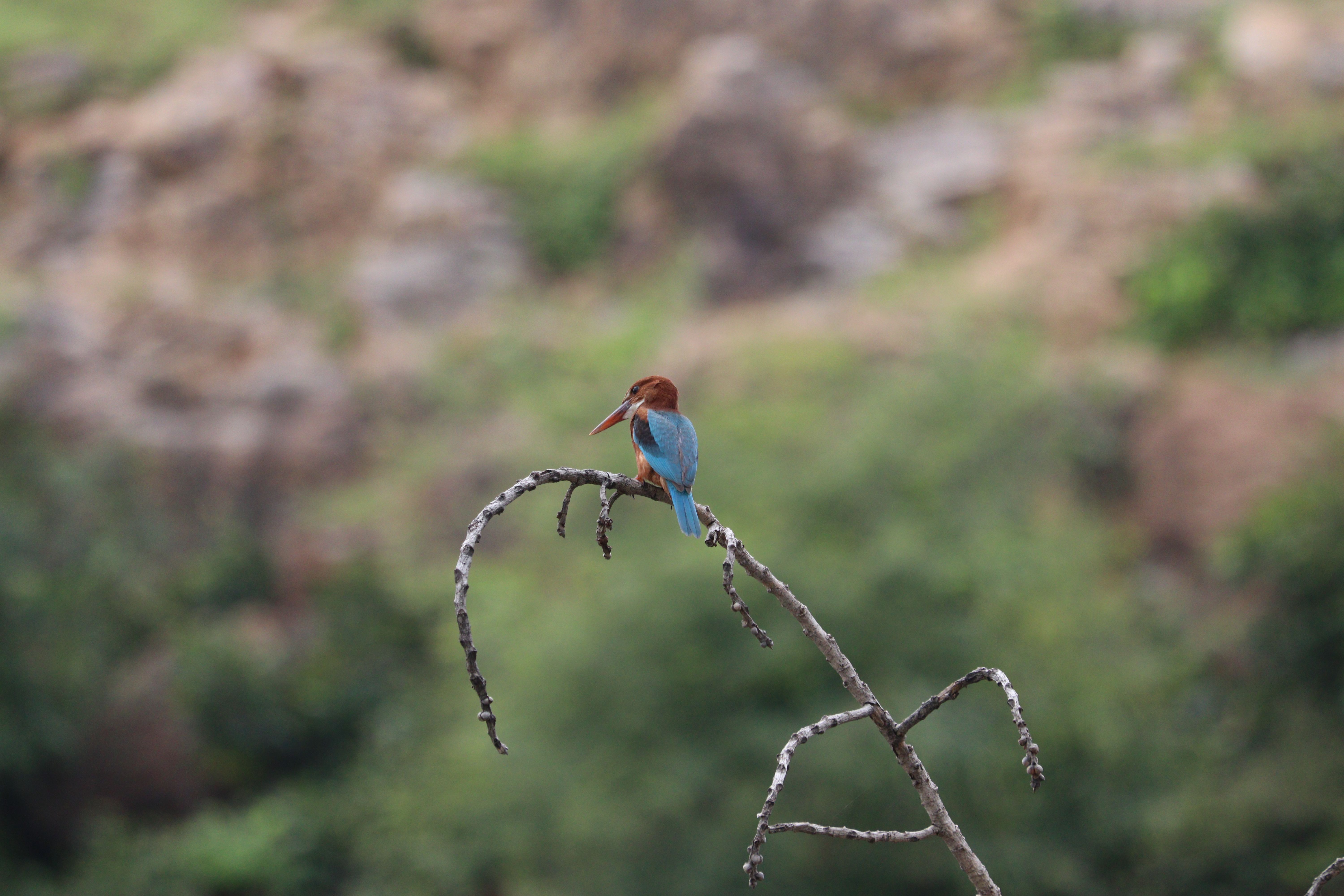 Un martin-pêcheur sur une branche, se détachant sur un fond naturel flou à Chhatarpur, en Inde.