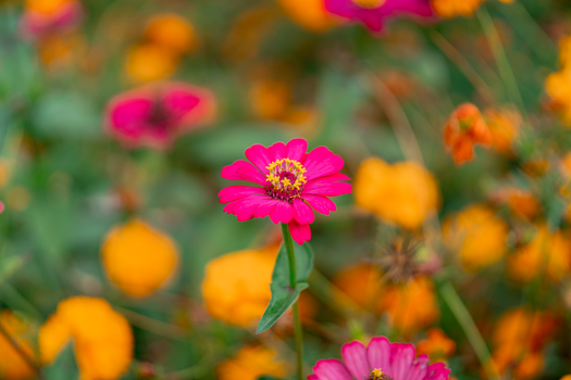Close-up of colorful pink and orange flowers blooming in Central Visayas, Philippines.
