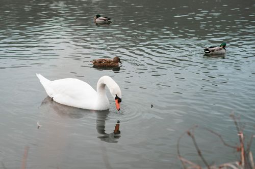 Free Swan and ducks gracefully swim on a serene lake in Leibnitz, Österreich. Stock Photo