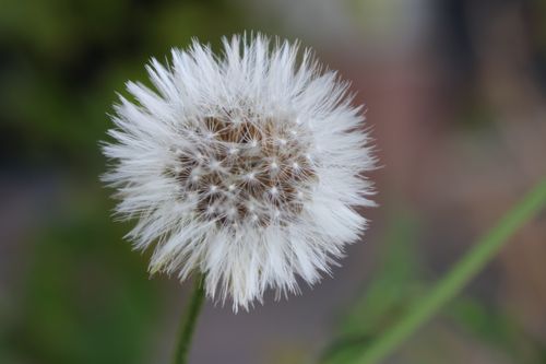 Free Detailed macro shot of a dandelion seed head in El Puerto de Santa María, Spain. Stock Photo
