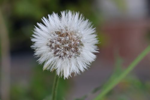Free A detailed and sharp close-up of a fluffy dandelion seed head against a blurred natural background. Stock Photo