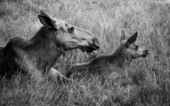 Black and white image of a mother moose and her calf in a grassy meadow, providing a serene and natural scene.