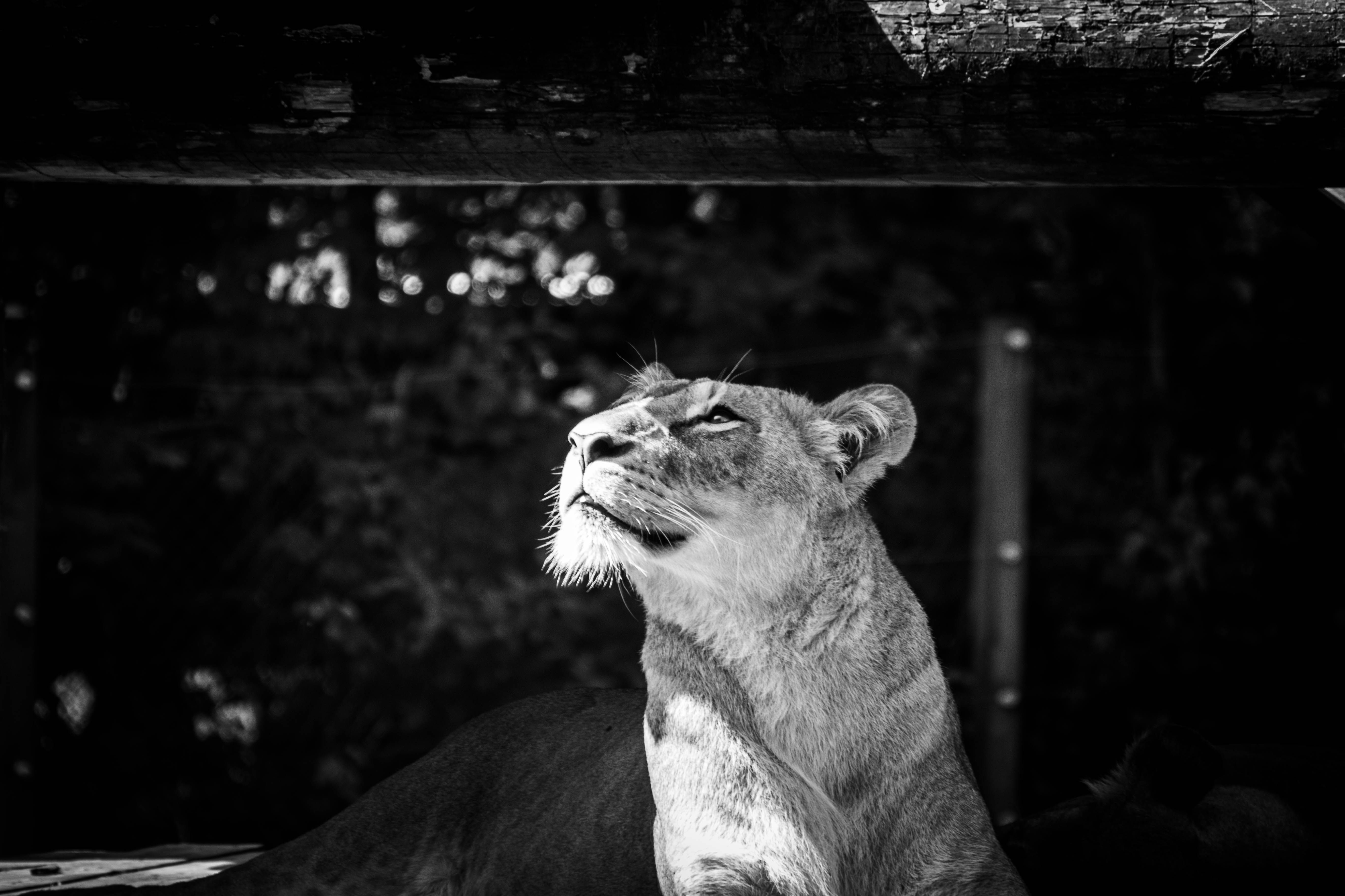 A striking black and white photo of a lioness gazing up, showcasing her majestic features.