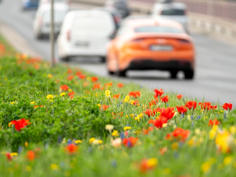 Colorful wildflowers blooming in a roadside median with traffic passing by