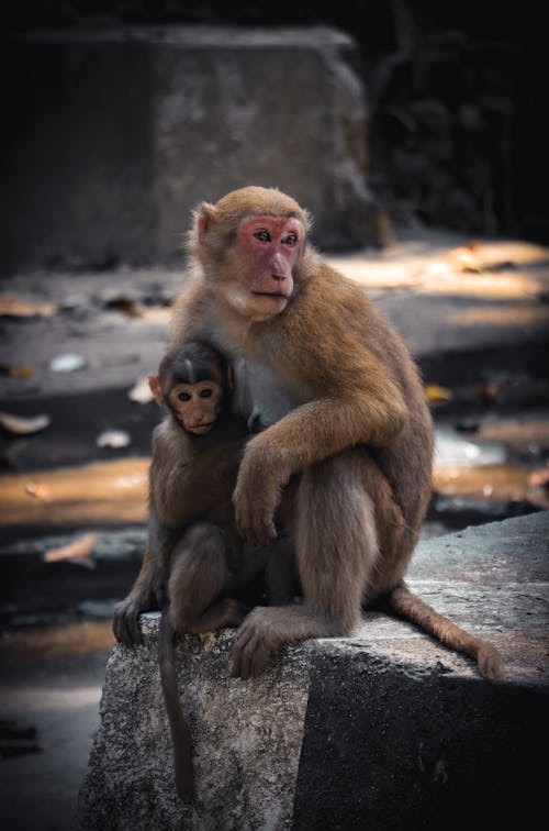 Brown Monkeys Sitting on Concrete