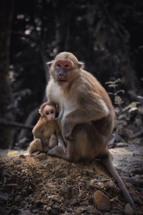 Brown Monkey Sitting on Brown Rocks