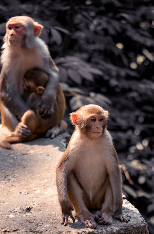 Kostnadsfri bild av apor, betong, djurfotografi