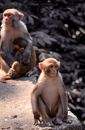Brown Monkeys Sitting on Concrete