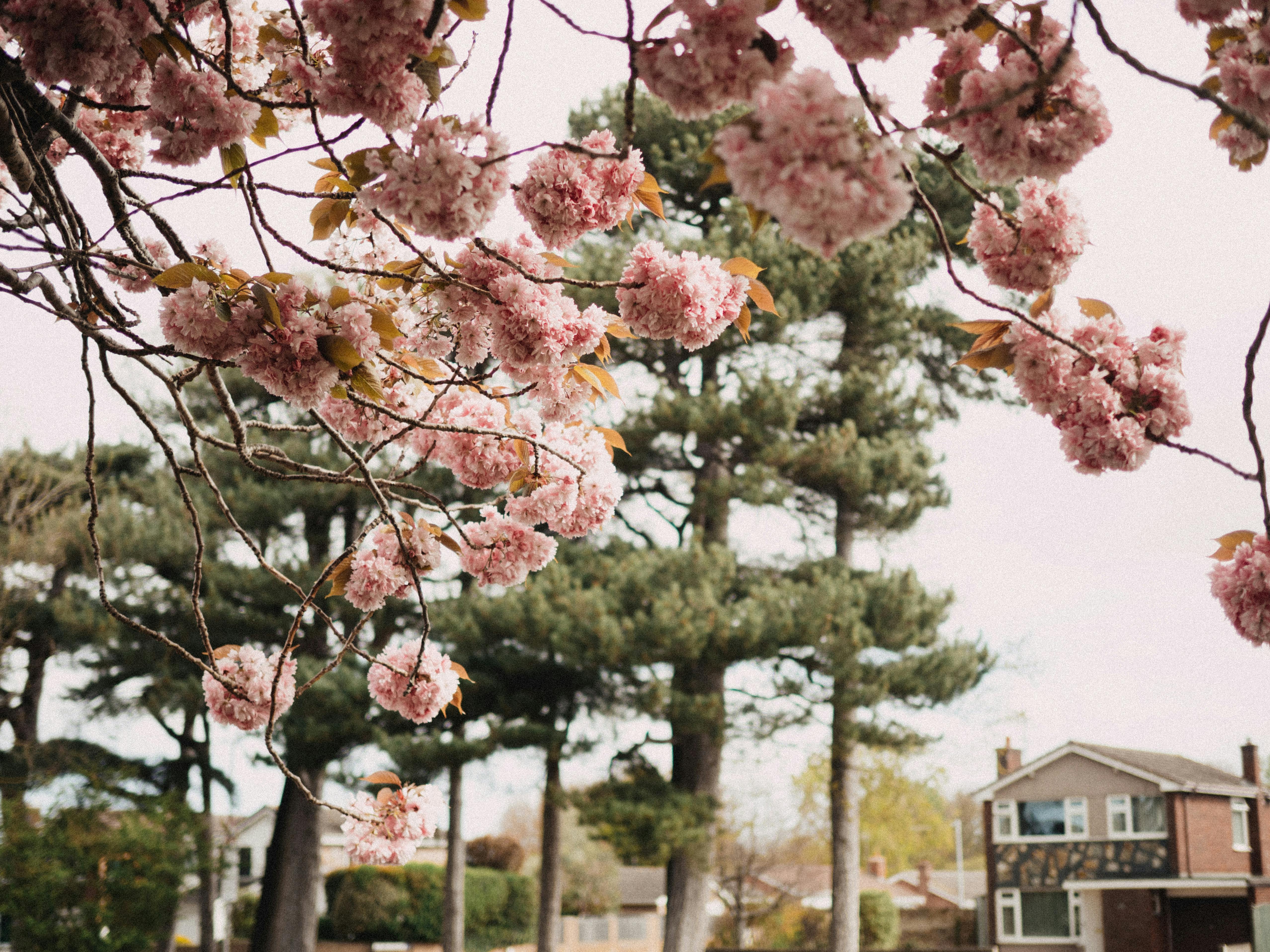 Give your home a spring reset for less than $100 with these DIY home improvement projects — Photo by Lisa from Pexels on Pexe
