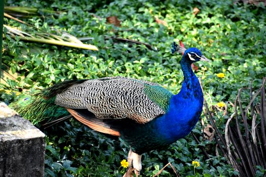 A stunning blue peacock stands gracefully amidst lush greenery, showcasing its vibrant plumage.