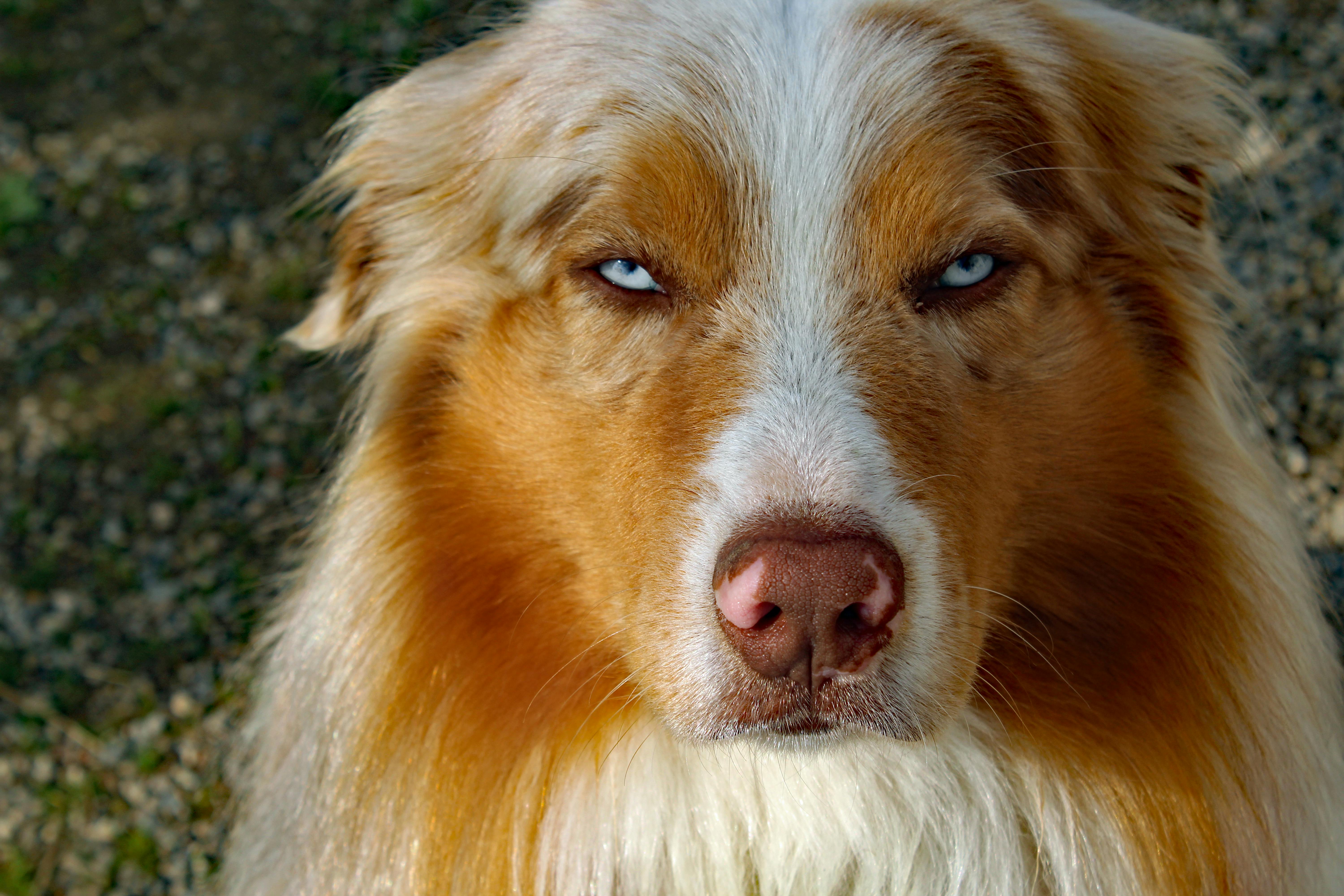 pet technology contact — Photo by Birgit Böllinger on Pexels