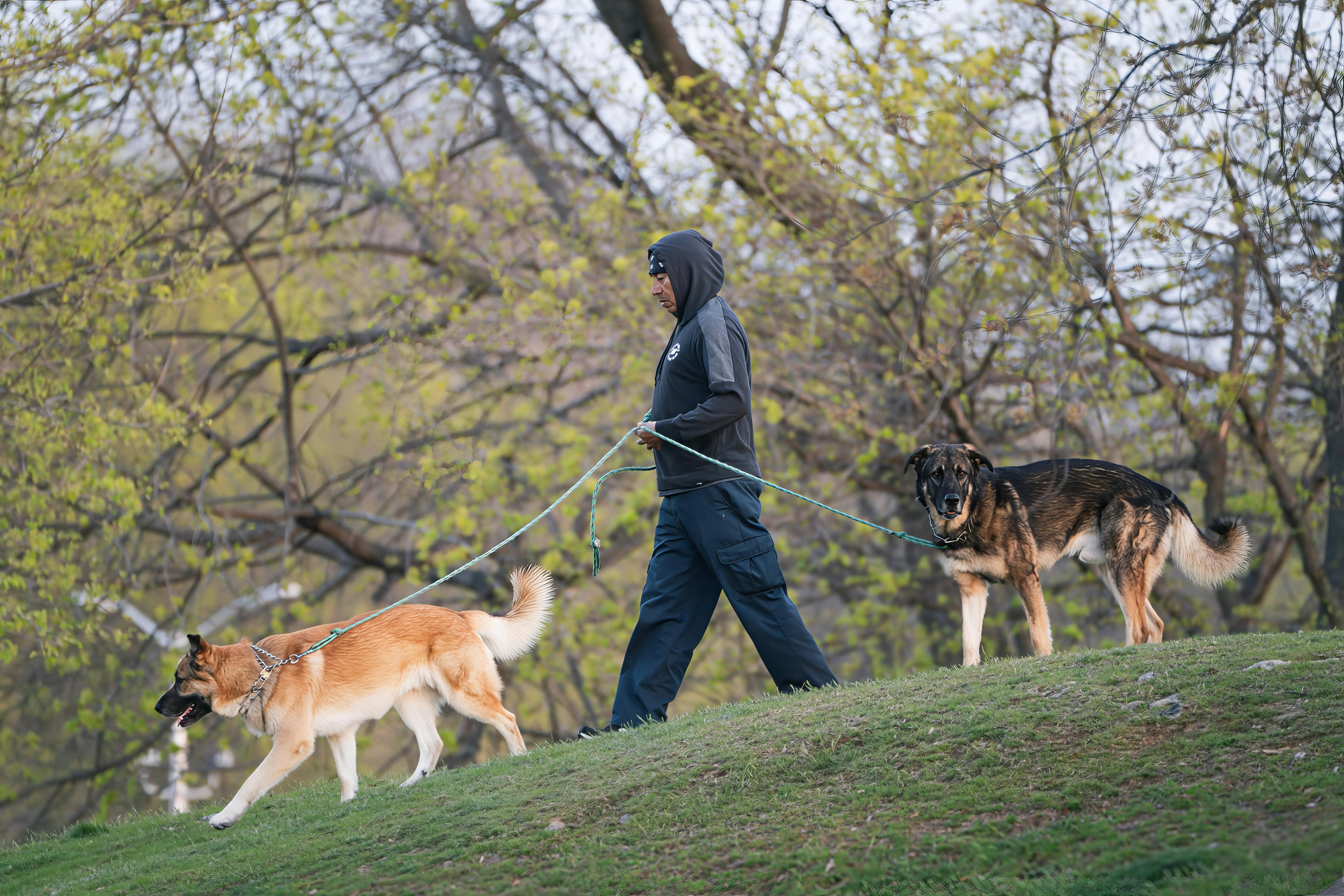 Dogs as Lifestyle Companions: What This Means for Brands &amp; Retailers — Photo by Cara Denison on Pexels