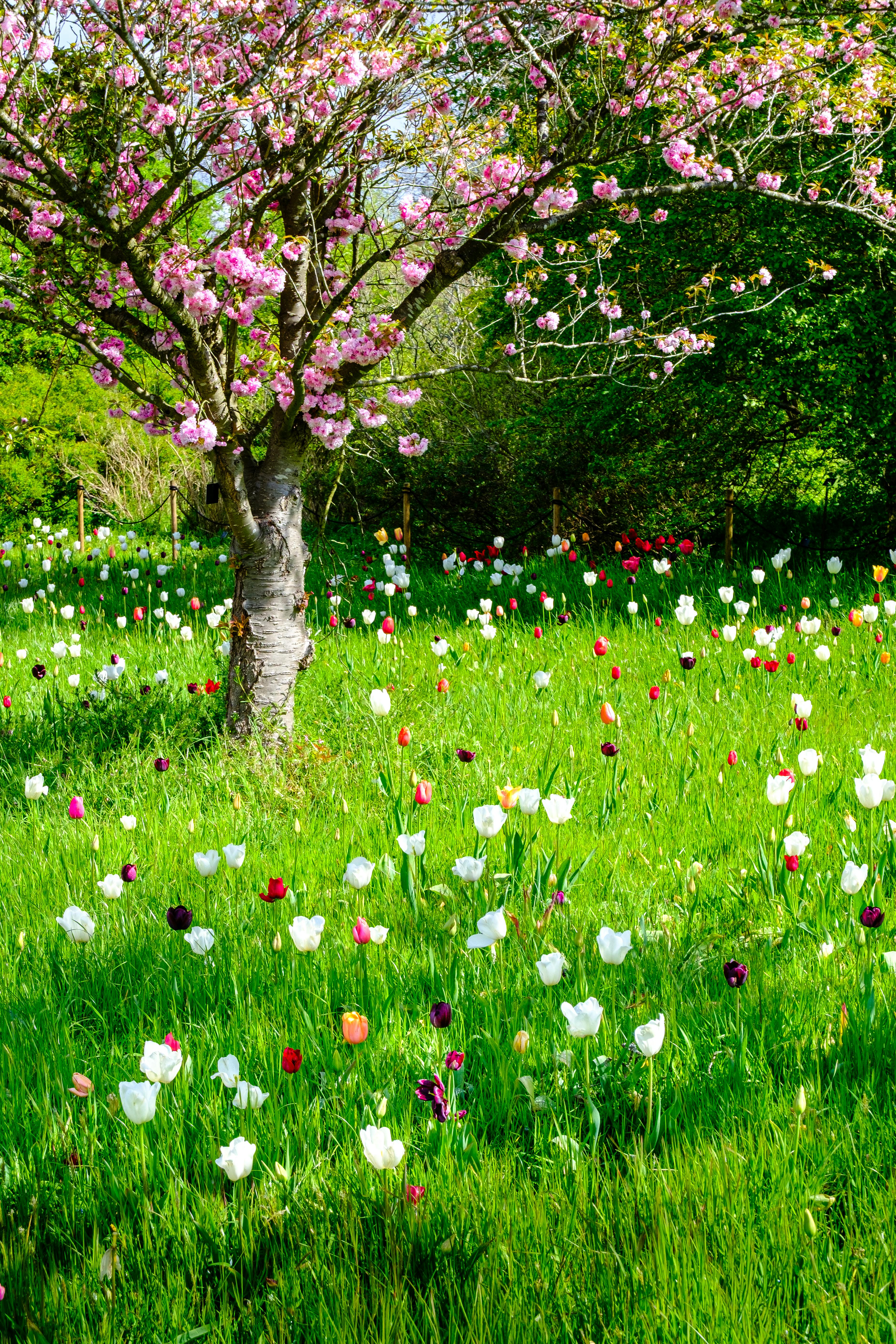 Flowers on Meadow · Free Stock Photo