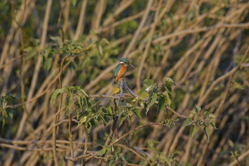 Free A vivid kingfisher bird sits among branches, capturing wildlife beauty with shallow depth of field. Stock Photo