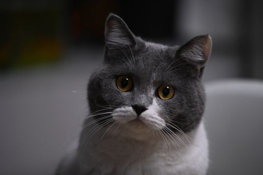 Close-up portrait of a British Shorthair cat with striking golden eyes, captured indoors.
