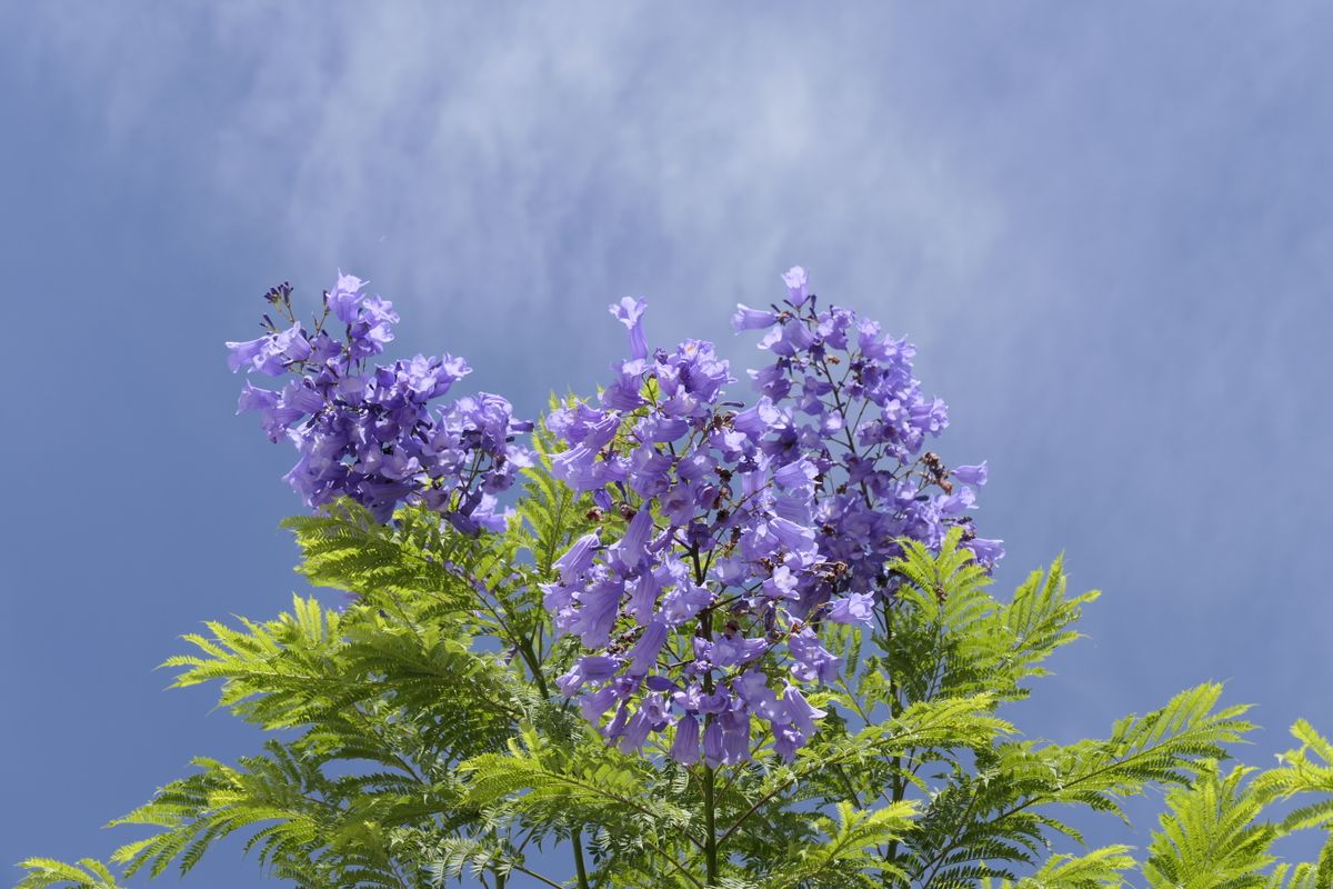 Jacaranda : culture, floraison et entretien - Plantation du jacaranda en pleine terre ou en pot