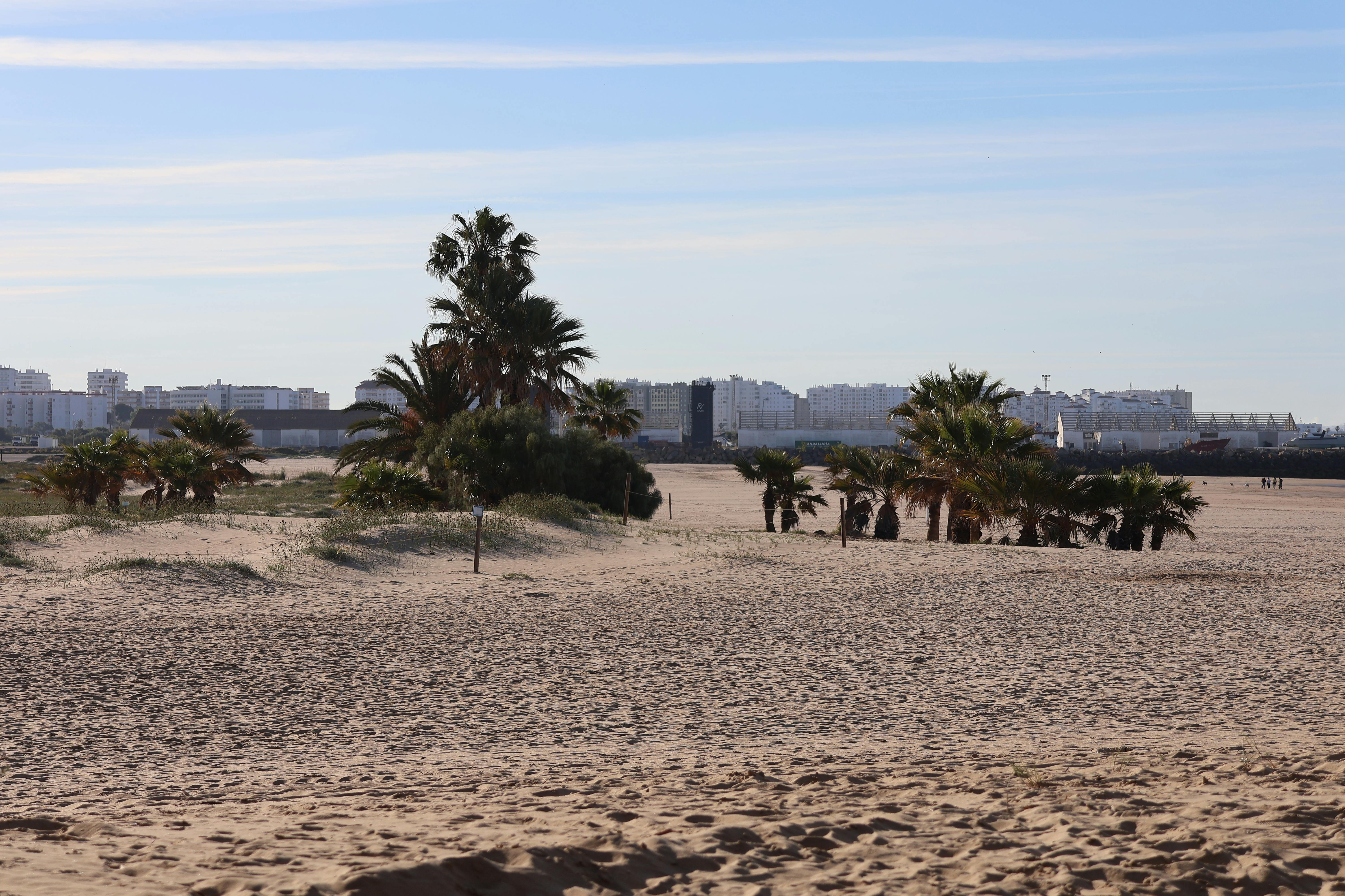 Peaceful beach with palm trees in El Puerto de Santa María, Spain.