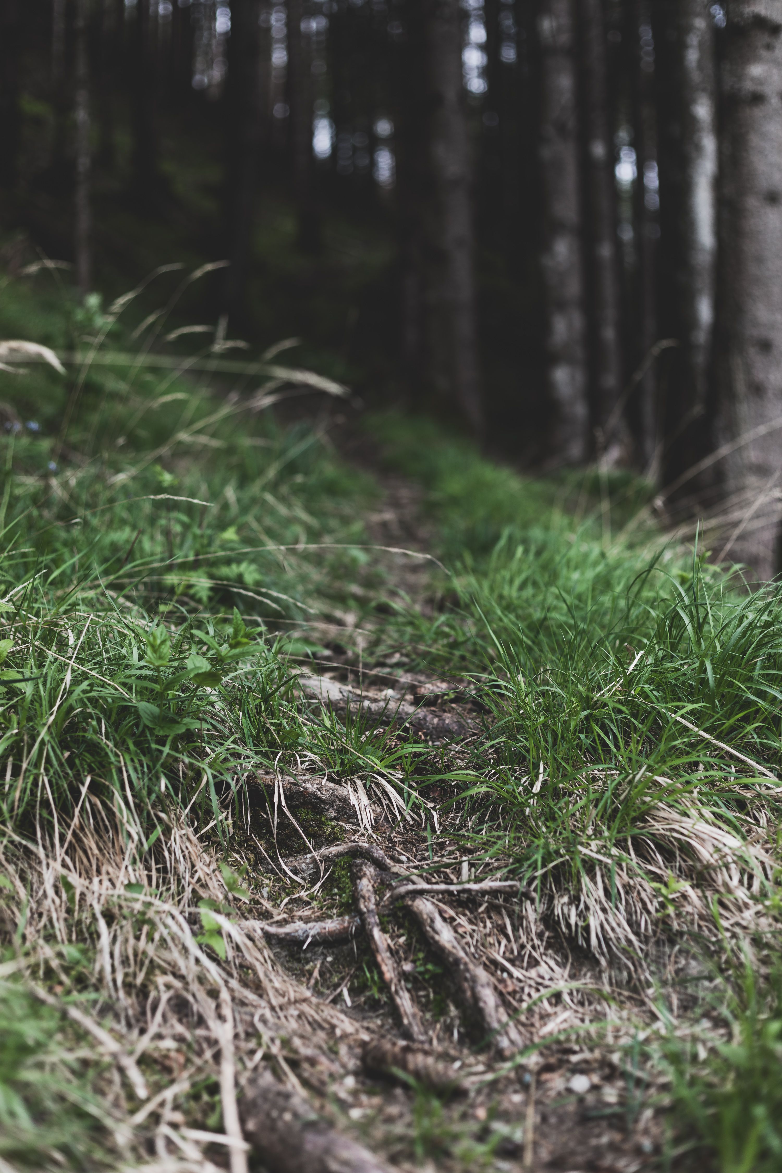 Grass Roots Photos, Download The BEST Free Grass Roots Stock