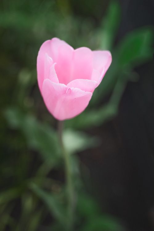 Free Delicate pink tulip blossom photographed in soft focus with a blurred background. Stock Photo