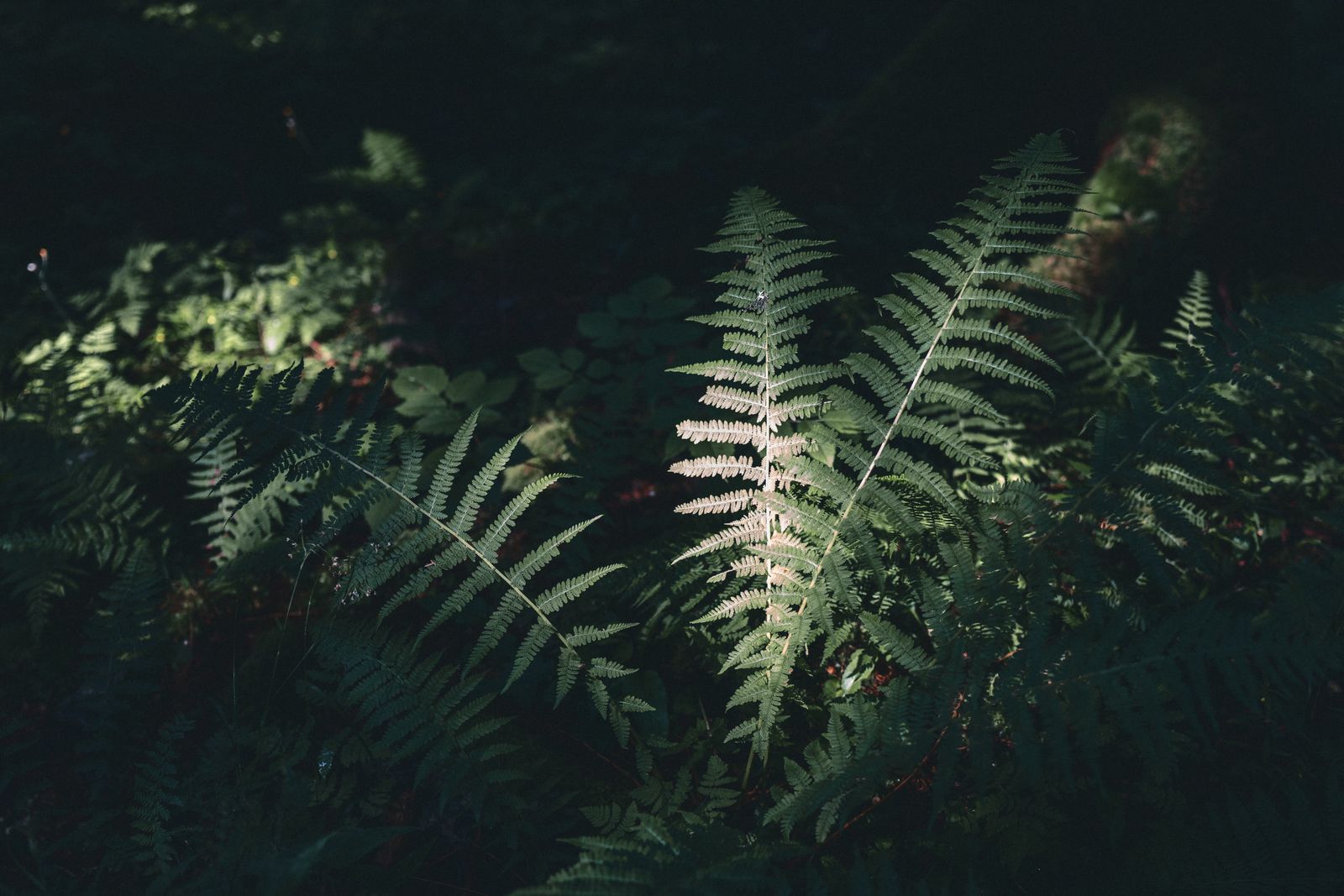 Fern fronds catching light against the dark forest floor