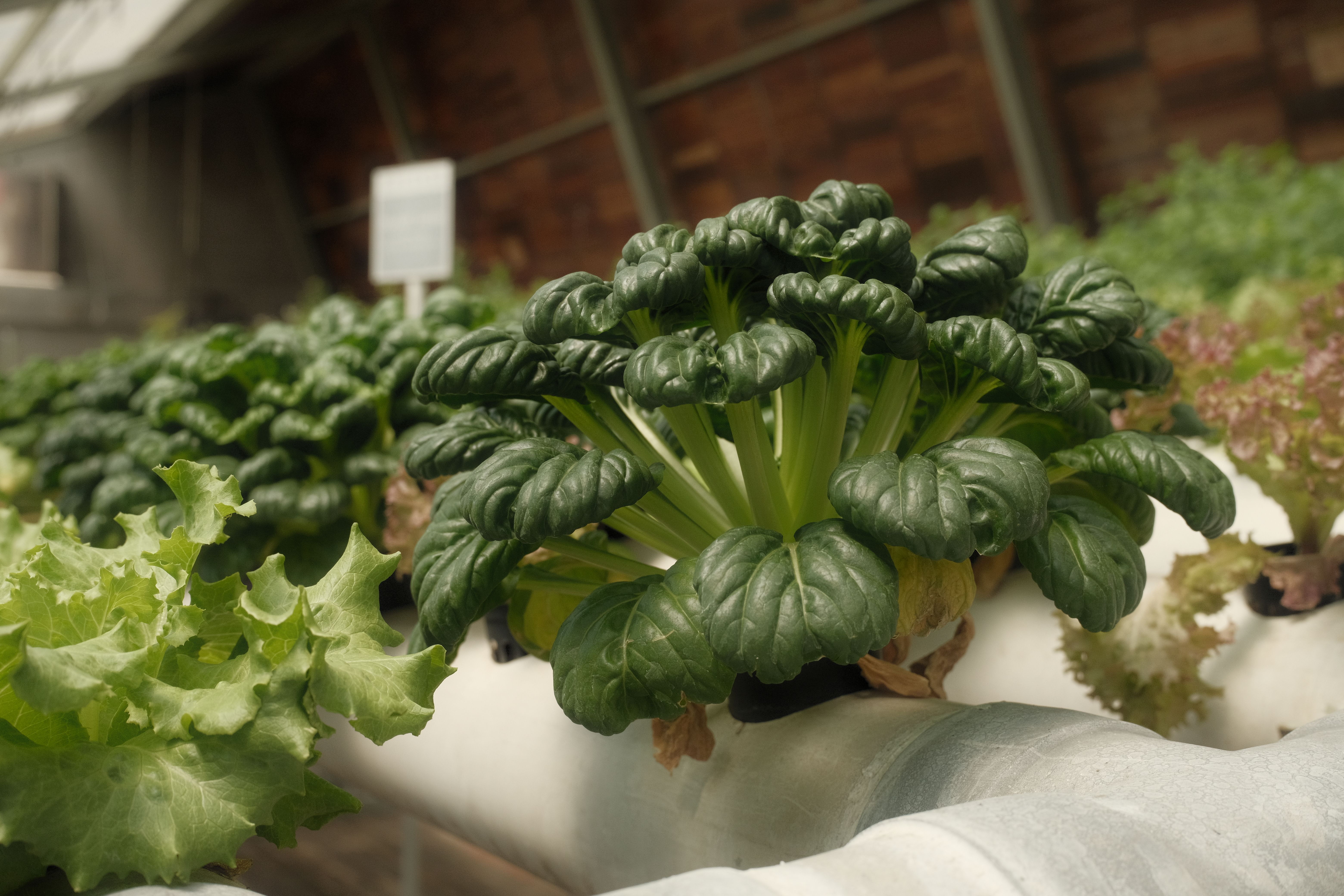 Folhosas em canais de cultivo de agrião hidropônico com boa apresentação comercial