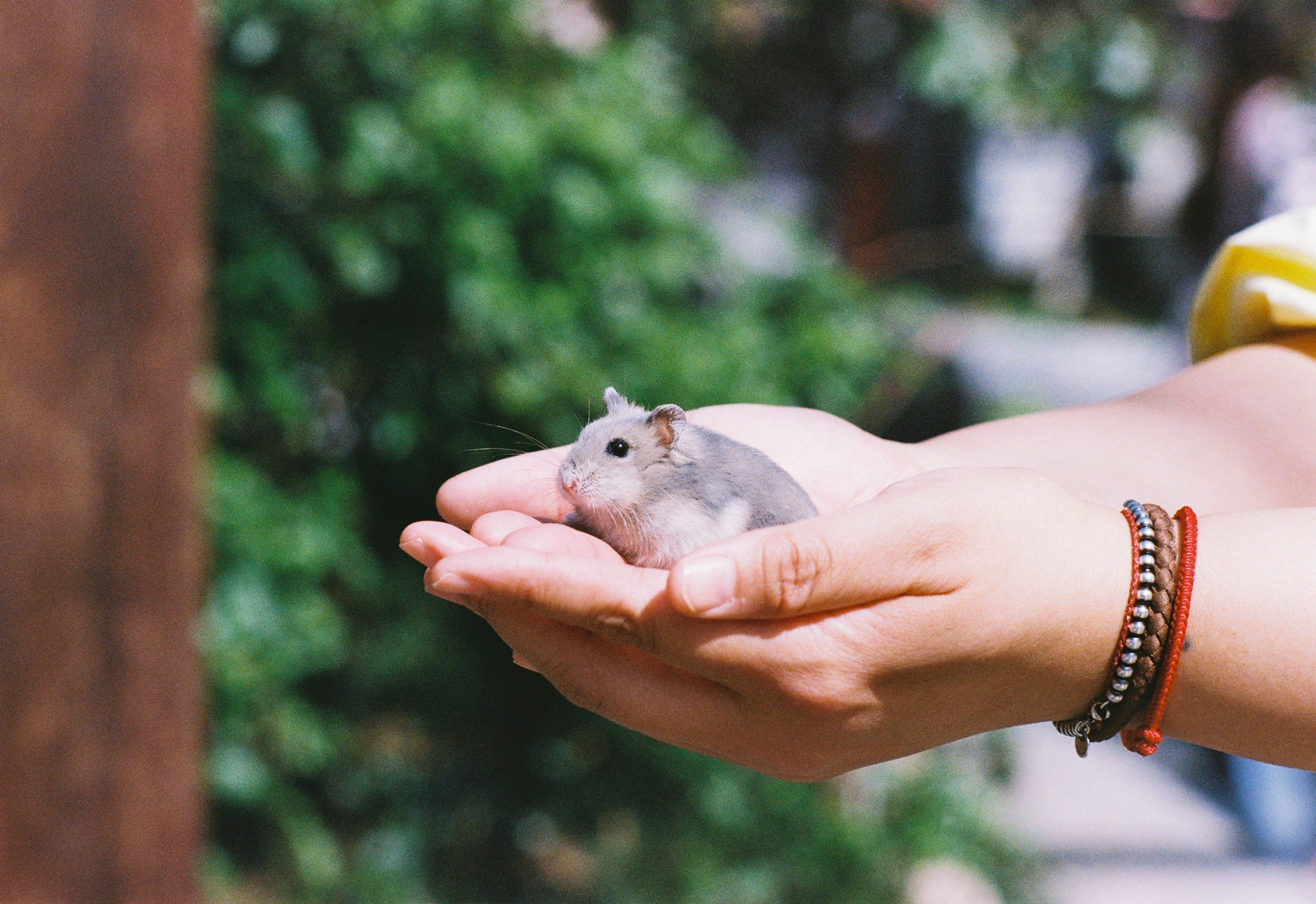 beijing pet technology — Photo by 小和尚 温柔的 on Pexels