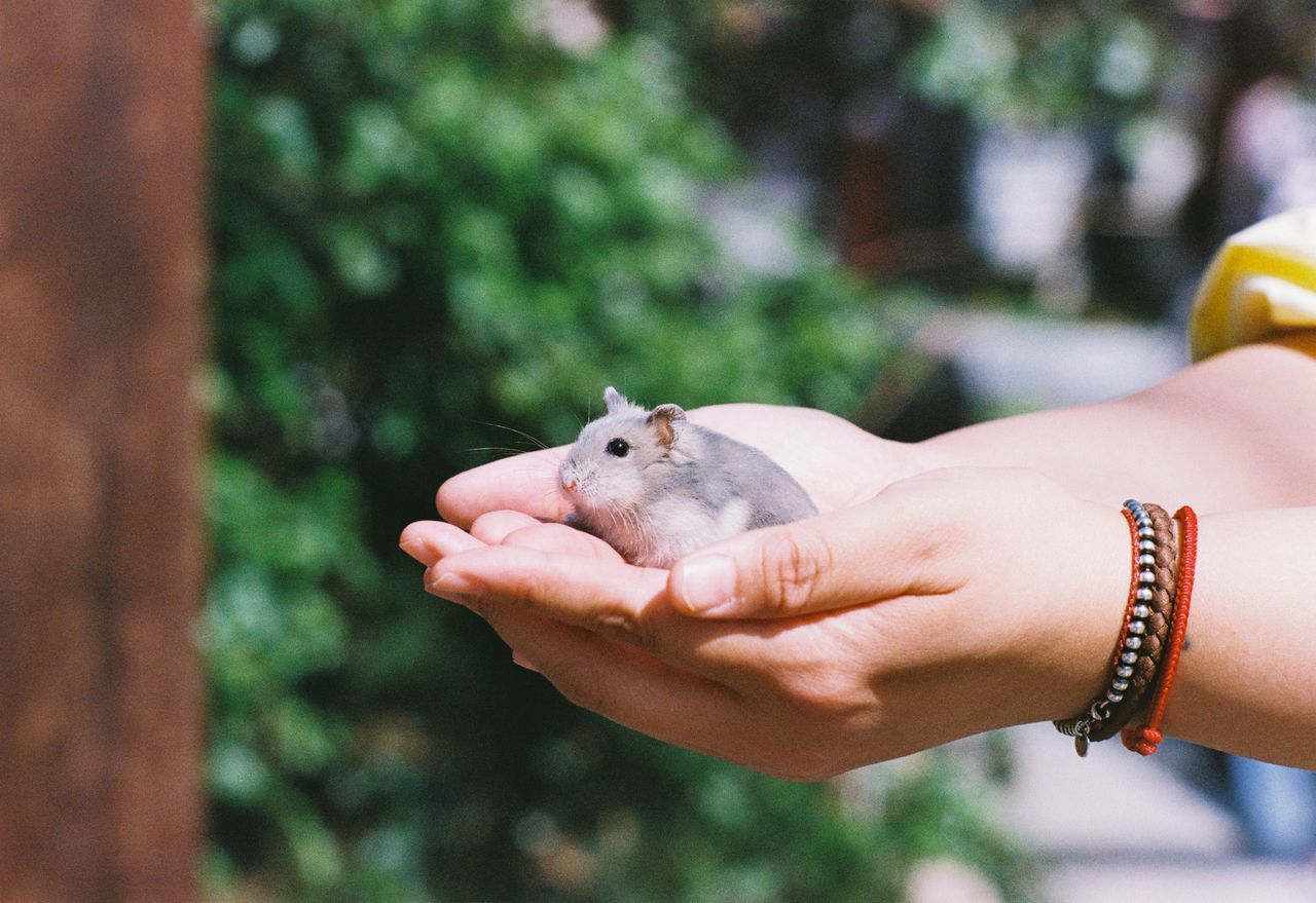 close up of a person gently holding a dwarf hamster in their palms out