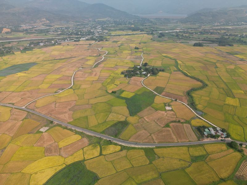 Rice fields and footpaths patterned across a river plain, seen from above — photo by Huu Thinh 79 on Pexels