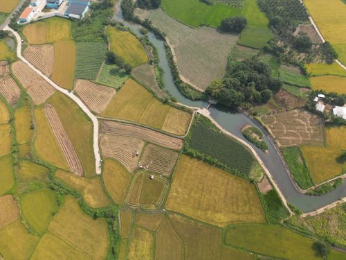 Free Stunning aerial photo showcasing vibrant rice fields and a winding river in Nha Trang, Vietnam. Stock Photo