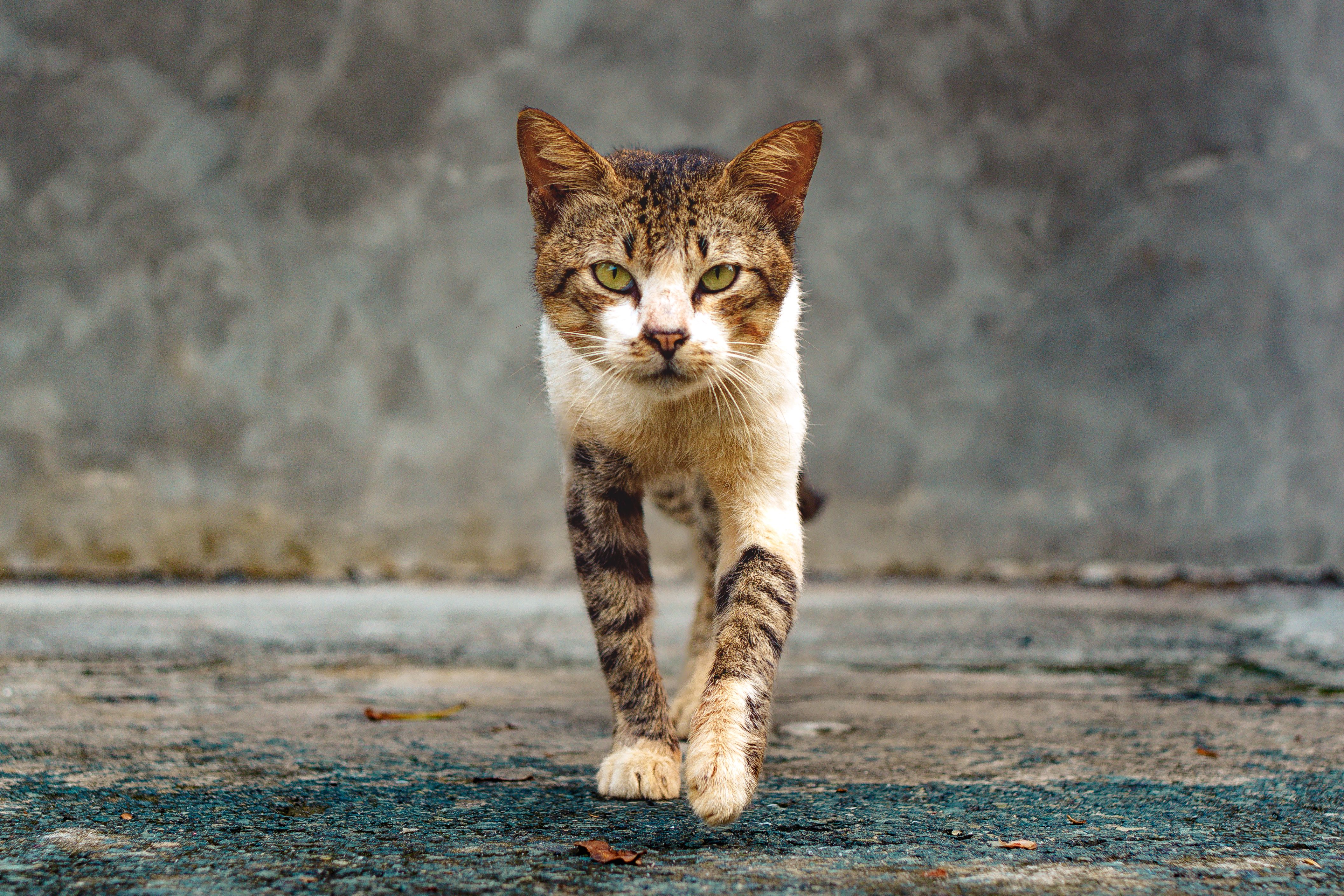 Portrait of a cat at a veterinary clinic