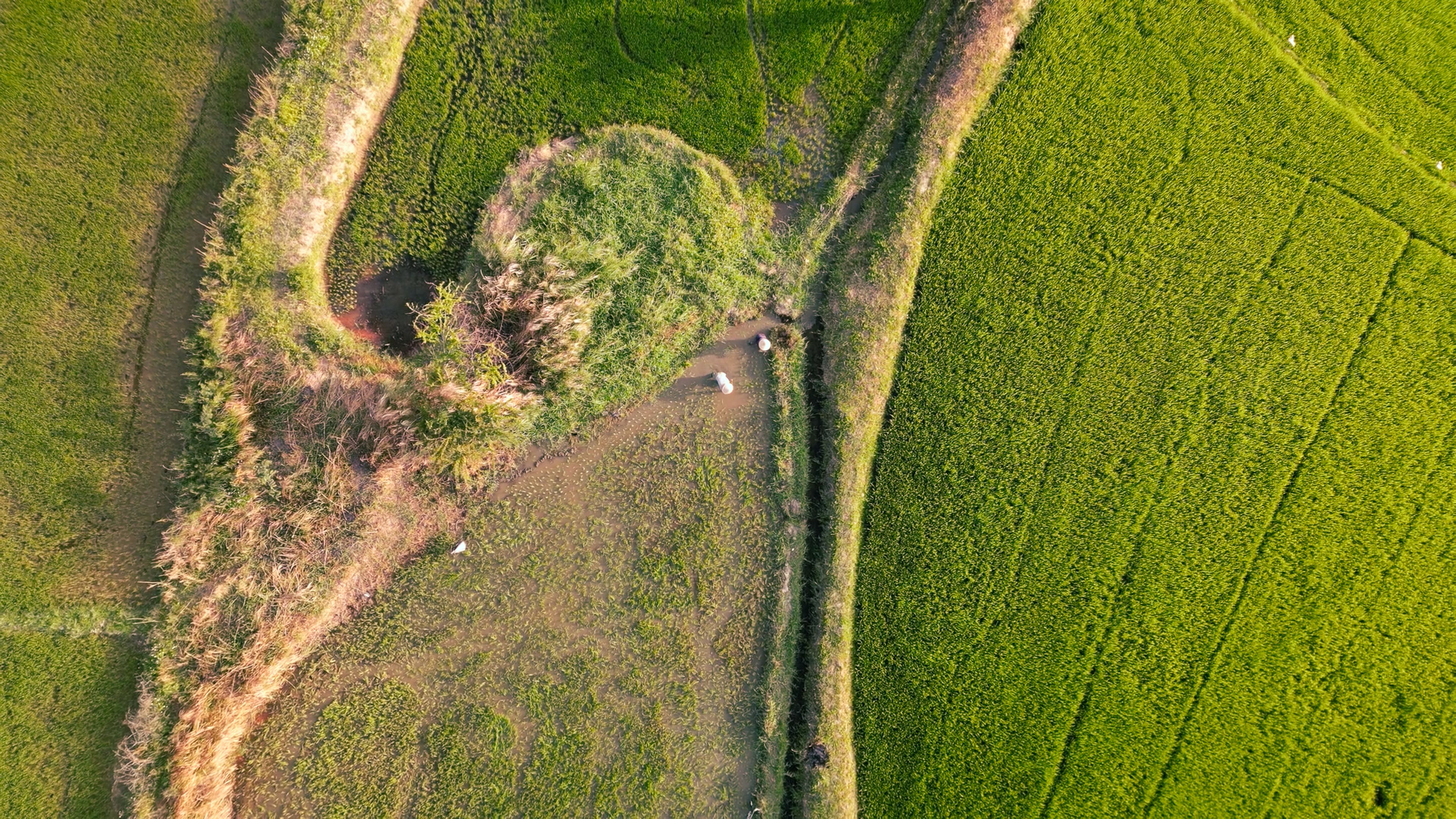Aerial View of Lush Green Farmland Landscape · Free Stock Photo