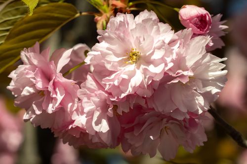 Free Beautiful close-up of pink cherry blossoms in Yerevan during spring, showcasing tranquil natural beauty. Stock Photo