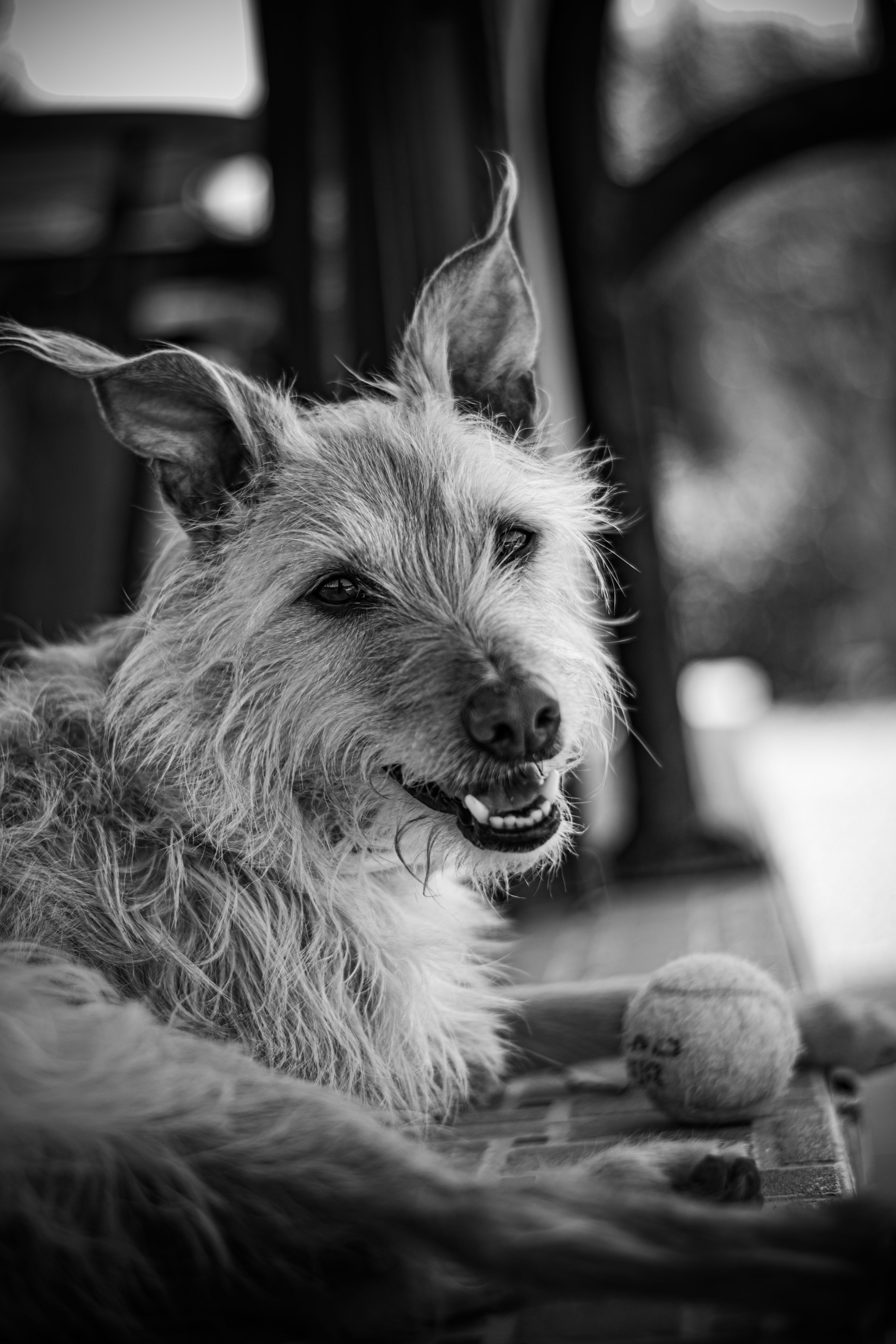 Dog Heatstroke: Symptoms, First Aid, and Emergency Treatment