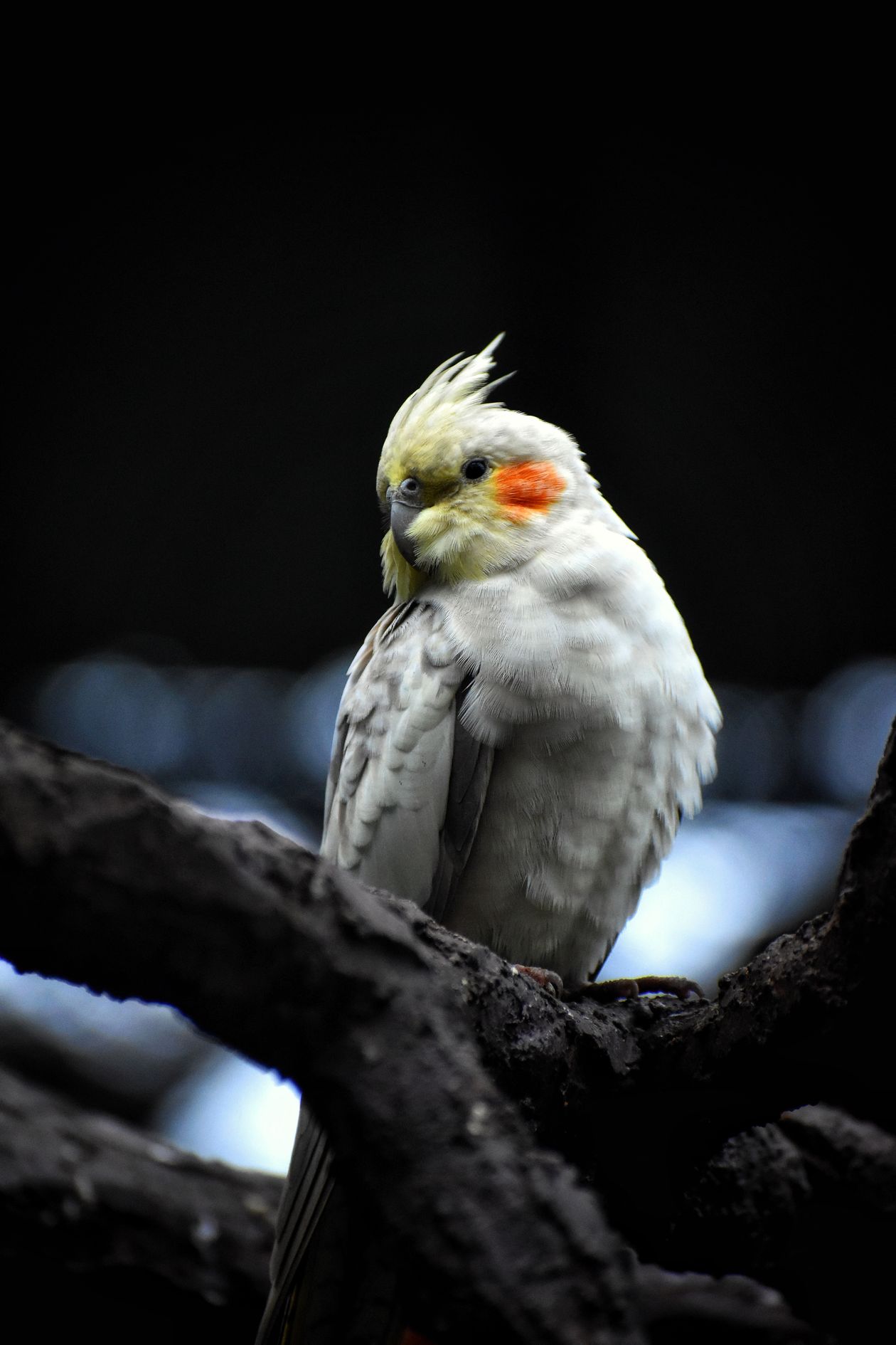 Cockatoo vs Cockatiel: Size, Noise, Care & Long-Term Fit