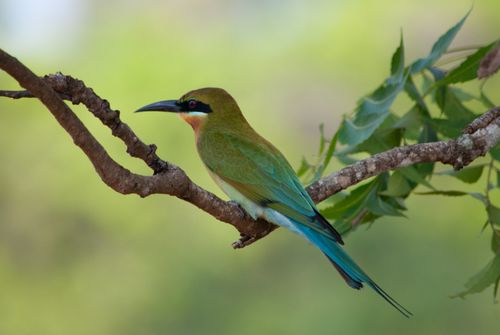 Free A vibrant blue-tailed bee-eater rests on a branch with a lush, green background. Stock Photo