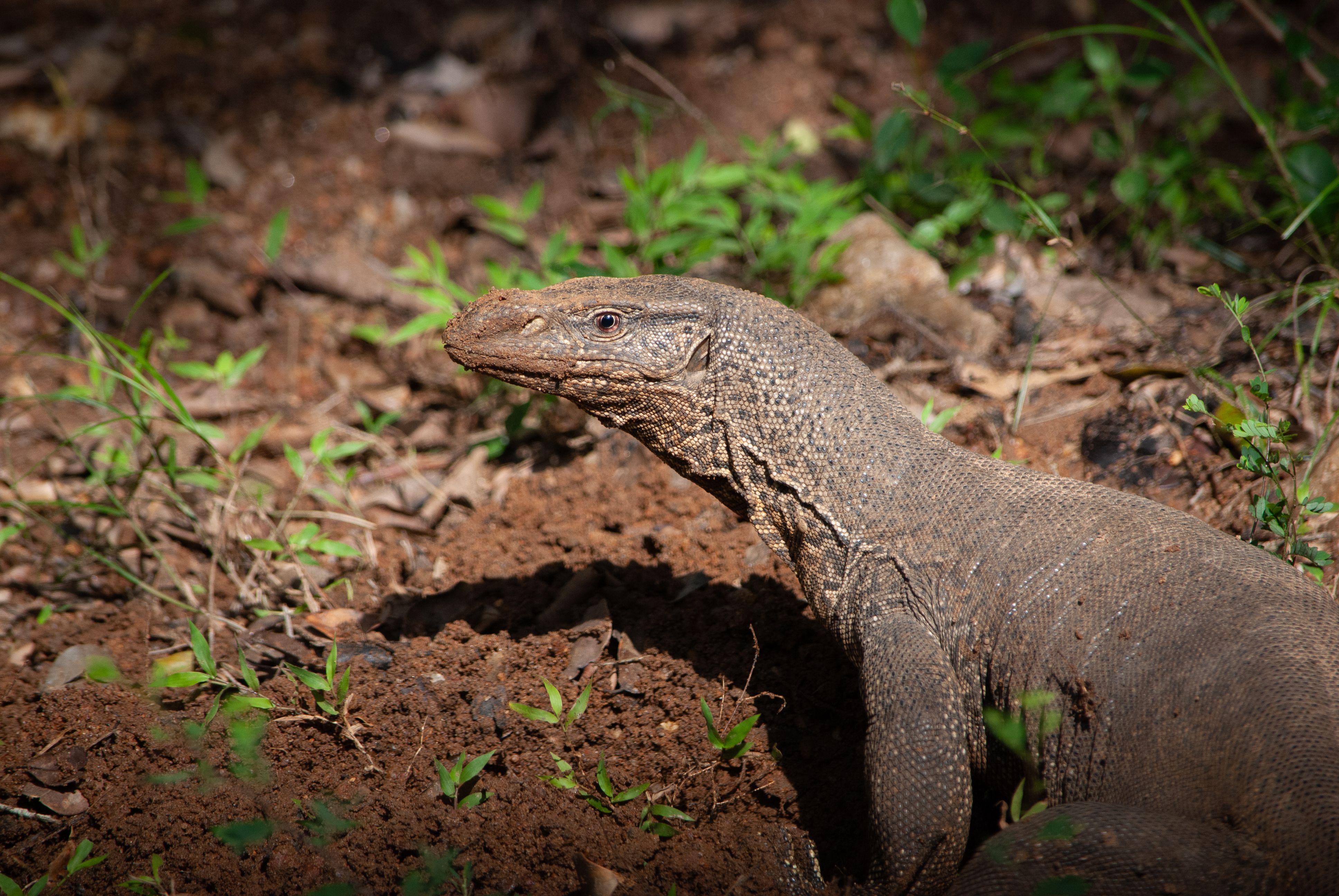 Close-up of a Bengal monitor lizard basking in the sun in a natural setting.