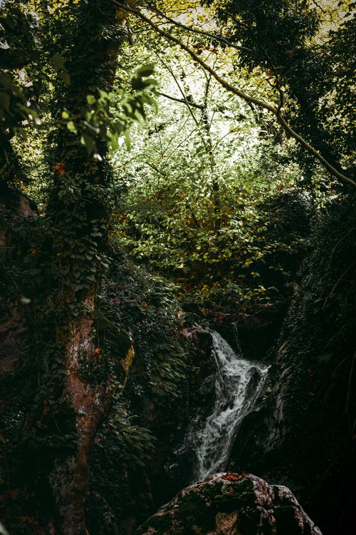 Free A hidden waterfall cascades through lush forest greenery, capturing nature's serenity. Stock Photo