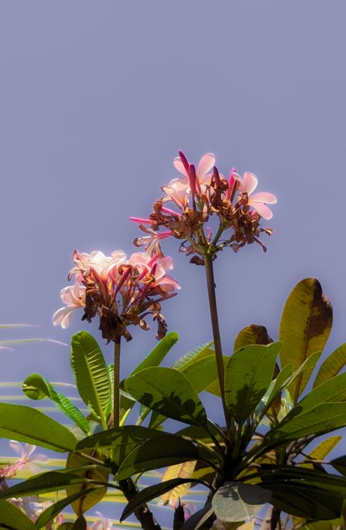 Free Close-up of pink plumeria flowers blooming under a clear blue sky, perfect for natural decor. Stock Photo