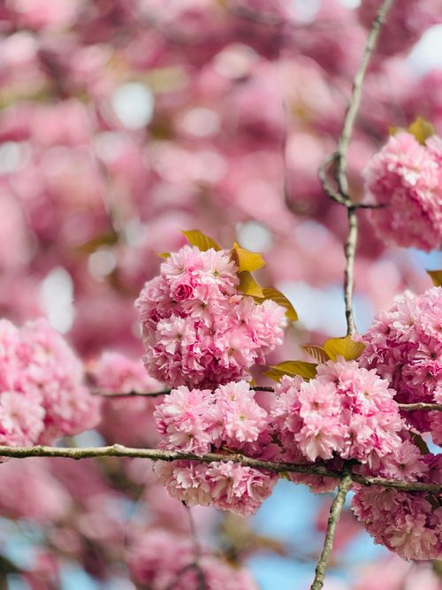 Free A stunning close-up of pink cherry blossoms in full bloom, capturing the essence of spring. Stock Photo