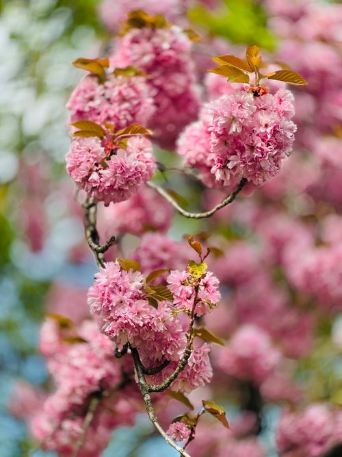 Free Vibrant close-up of pink cherry blossoms on branches, showcasing delicate spring beauty. Stock Photo