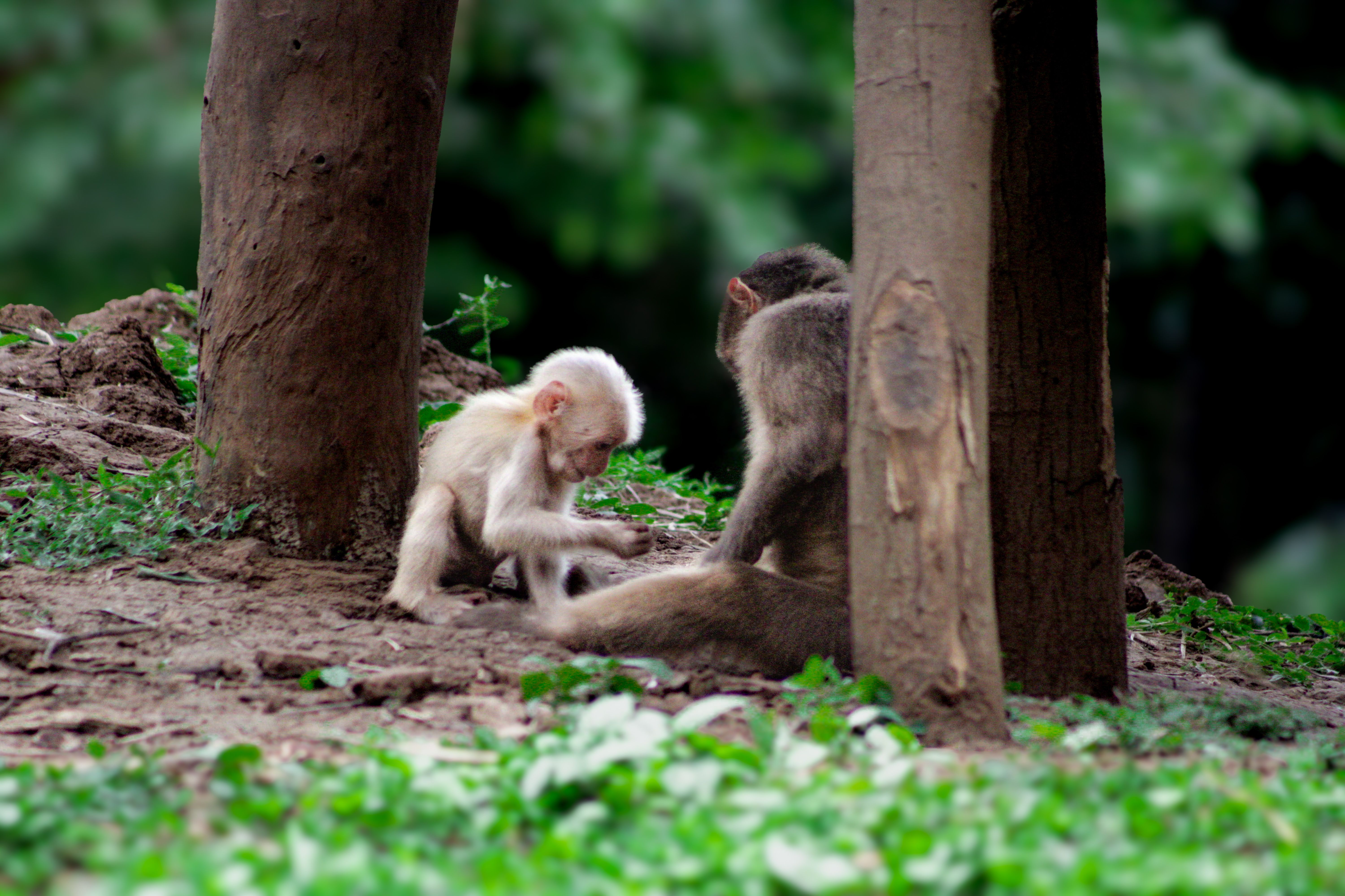 Monkeys Interacting in Natural Habitat · Free Stock Photo