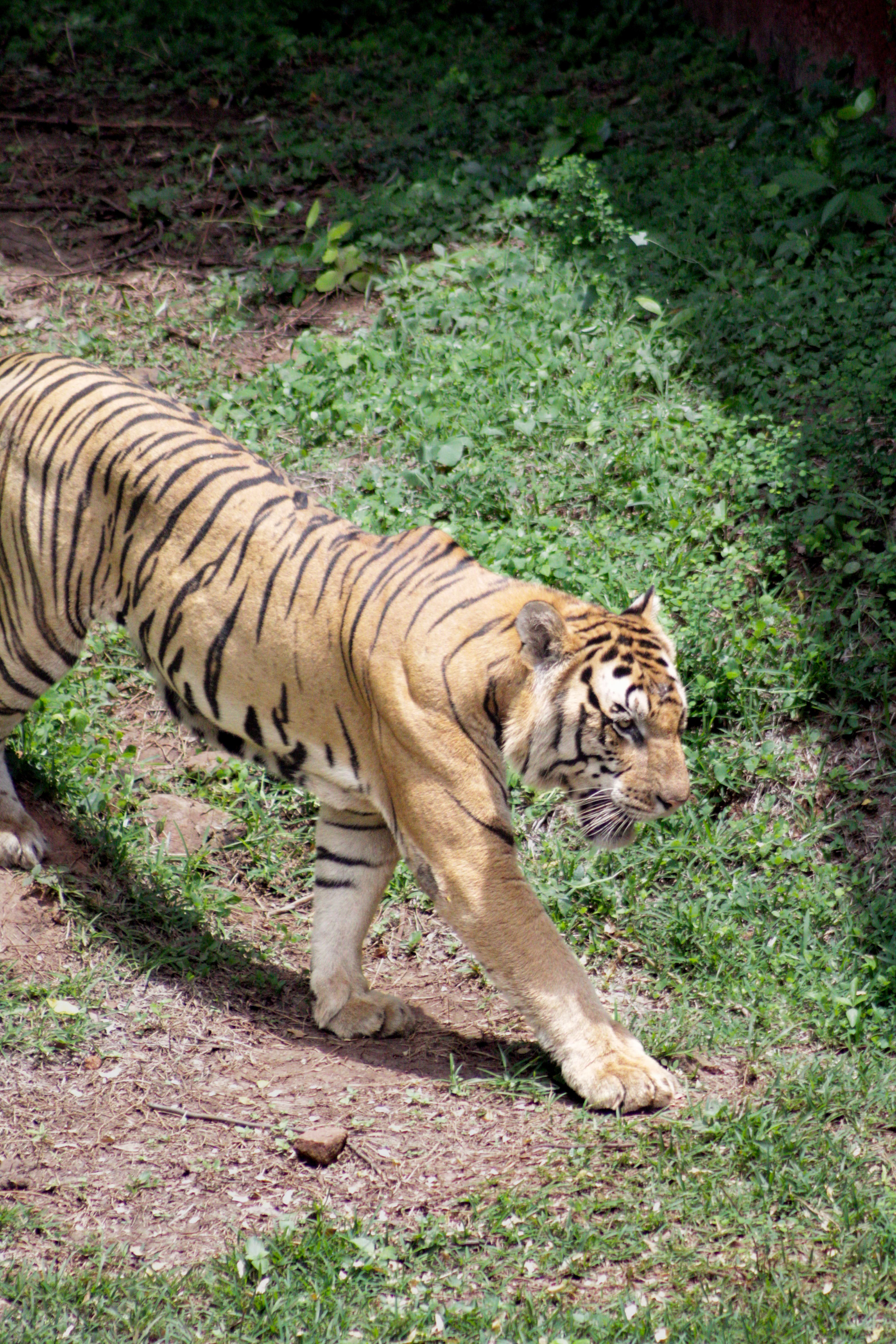 Fotomural Un majestuoso tigre de Bengala camina entre una exuberante vegetación, mostrando su belleza natural.
