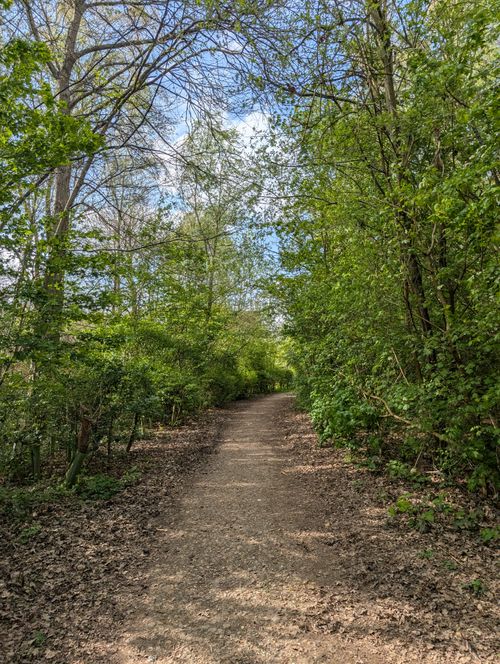 Free A serene dirt path winding through a lush green forest under clear blue skies in spring. Stock Photo