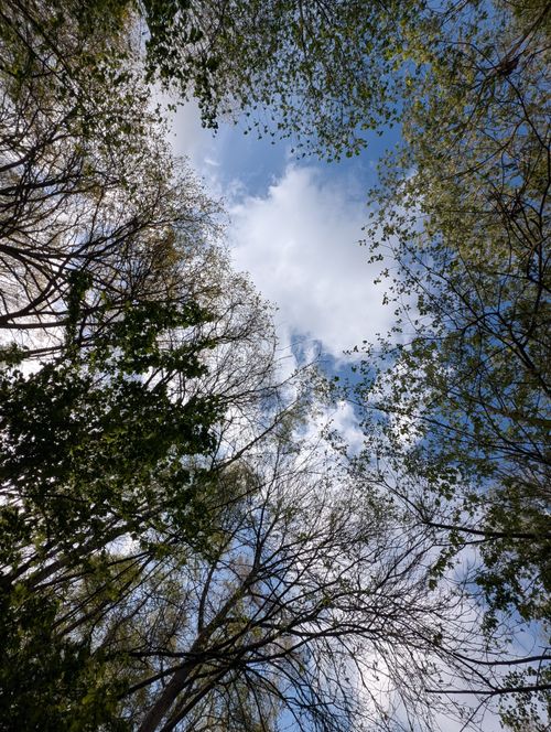Free Looking up at towering trees with lush foliage against a vibrant blue sky. Stock Photo